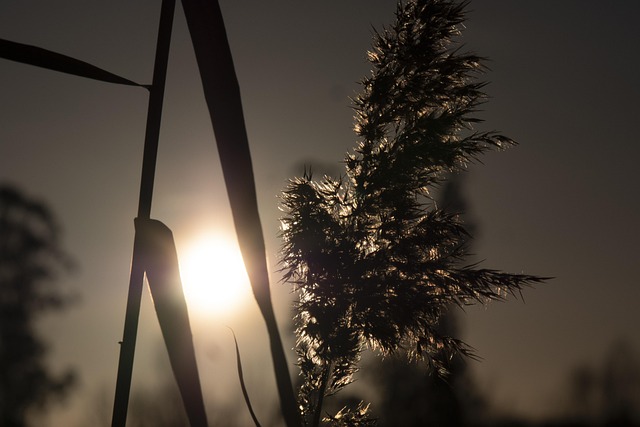 Free Nature Evening photo and picture
