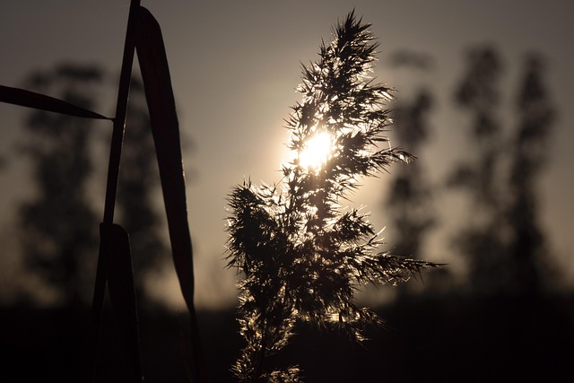 Free Nature Sun photo and picture