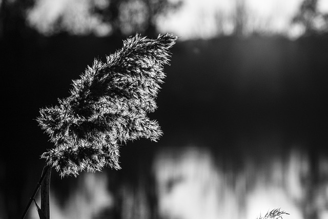 Winter, Natur, Traurigkeit, Landschaft