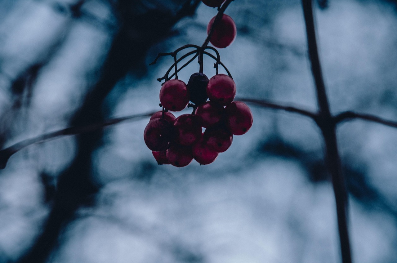 Winter Berry Bush Free photo on Pixabay Pixabay