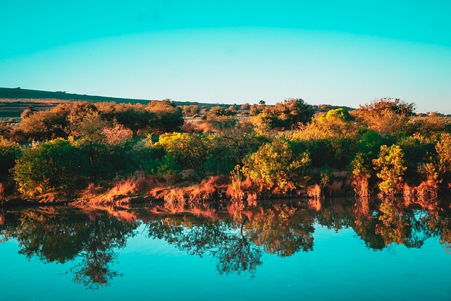 Free Arboles Rio photo and picture