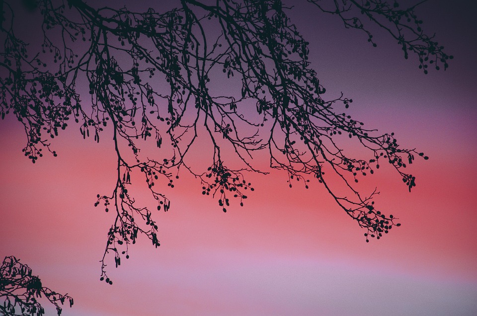 sunset-5928907_960_720.jpg