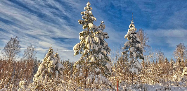 Baum, Schnee, Bäume, Kalt, Weiß, Himmel