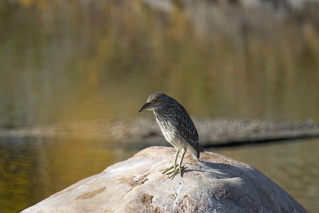 Free Black-Crowned Night Heron Juvenile photo and picture