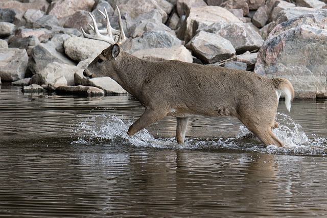 Free Deer Wade photo and picture