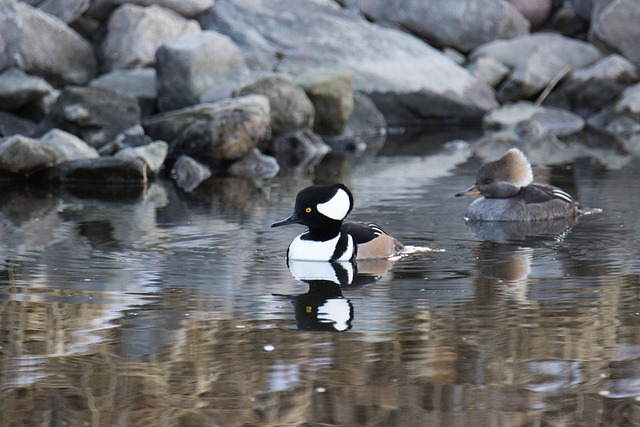 Free Crested Merganser photo and picture