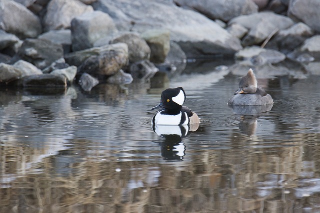 Free Crested Merganser photo and picture