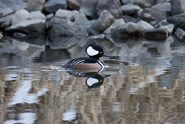 Free Crested Merganser photo and picture