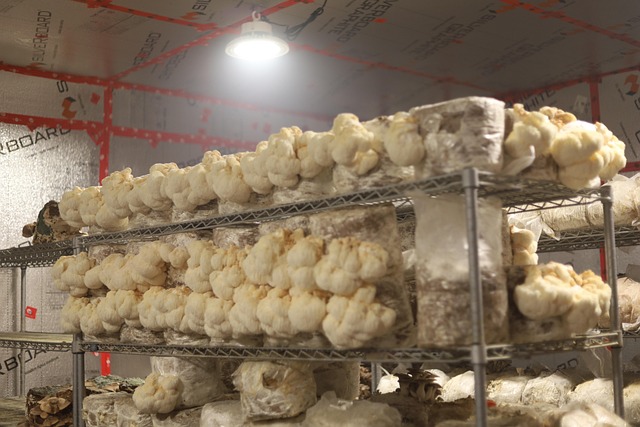 Free Mushrooms Oyster photo and picture