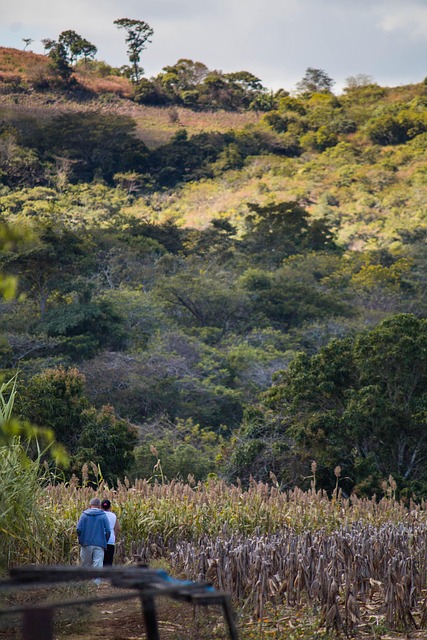 Montaña, Campo, Paisaje, Naturaleza