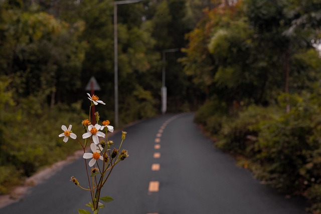 Free Flowers Nature photo and picture