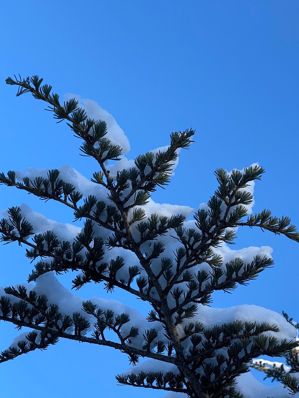 雪 冬天 自然 - Pixabay上的免费照片 - Pixabay