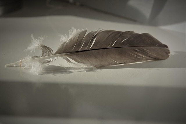 Free Feather Bird Feather photo and picture