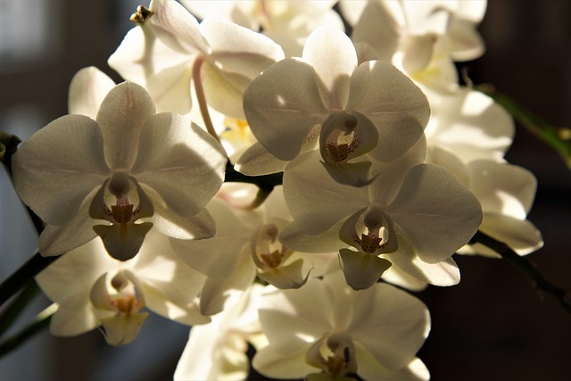 Free Plant Flower photo and picture