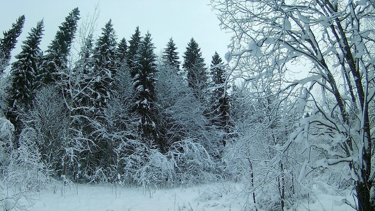 Лес Снег - Бесплатное фото на Pixabay - Pixabay