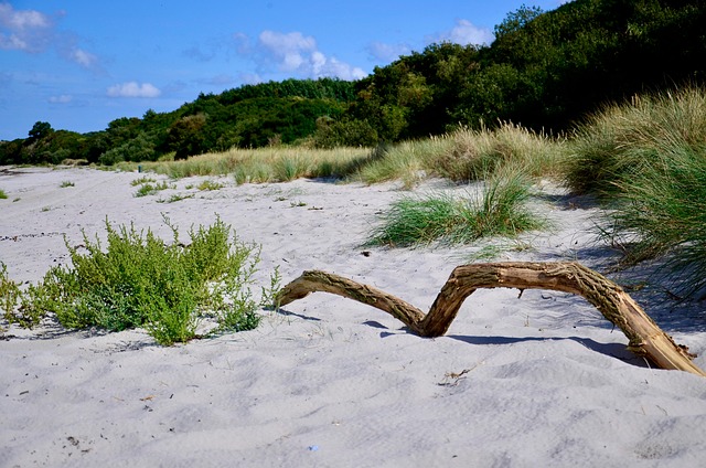 Free Beach Branch photo and picture