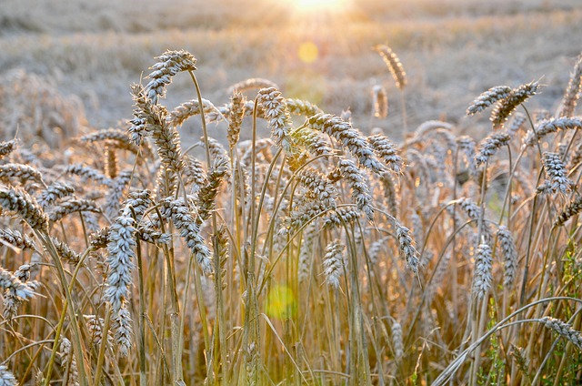 Free Field Nature photo and picture