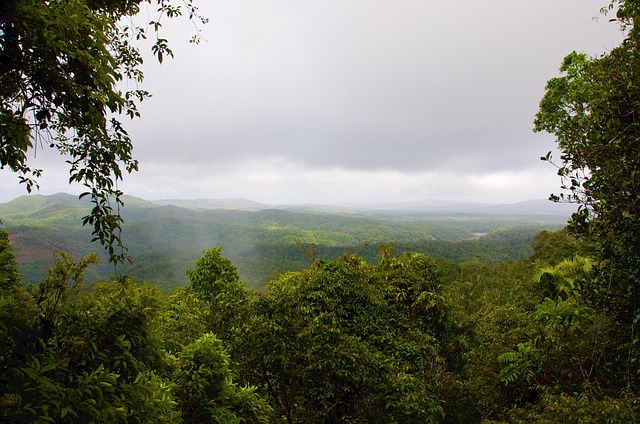 Free Rainforest Australia photo and picture