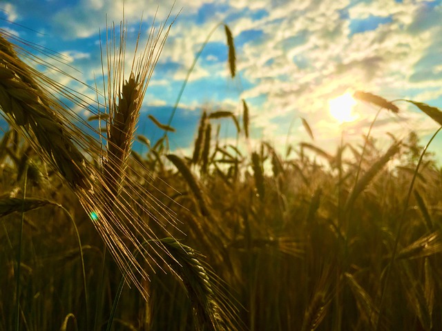 Free Sunset Field photo and picture