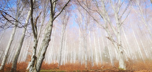 Free Fog Forest photo and picture