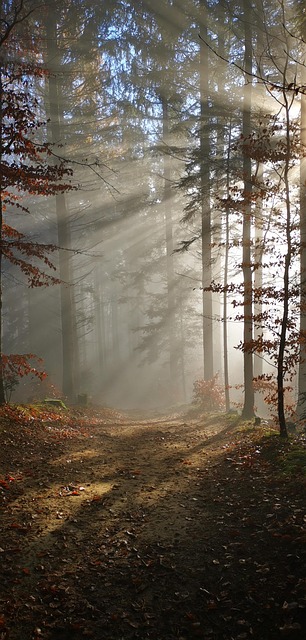 Free Forest Fog photo and picture