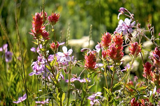 Free Indian Paintbrush Wildflower photo and picture