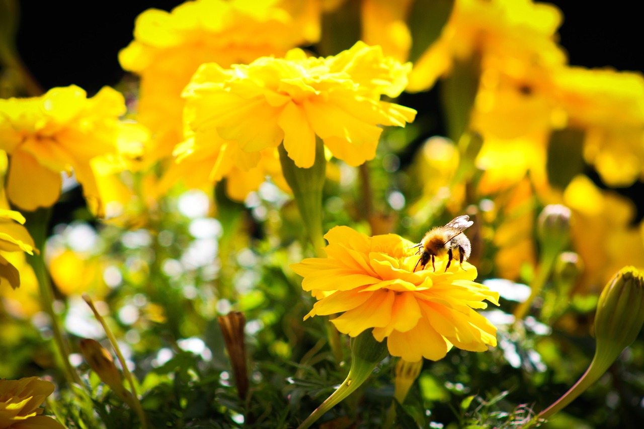 bee-yellow-flowers-garden-free-photo-on-pixabay