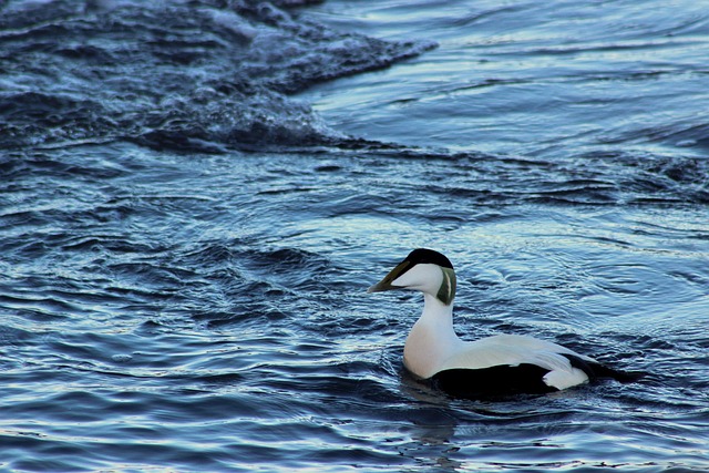 Free Eider Bird photo and picture