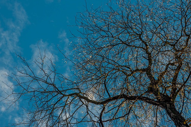 Free Tree Nature photo and picture