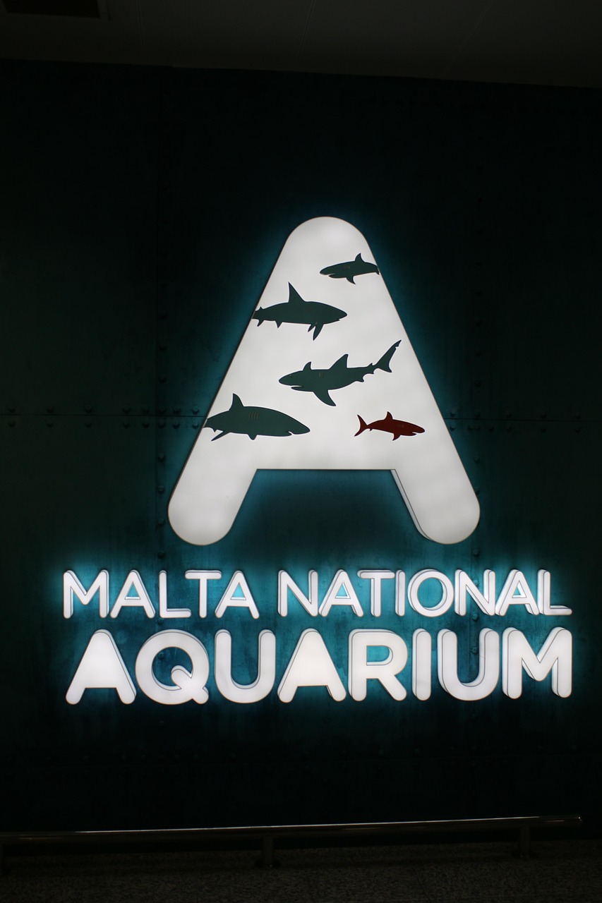 Malta National Aquarium Fish Shark Free photo on Pixabay Pixabay