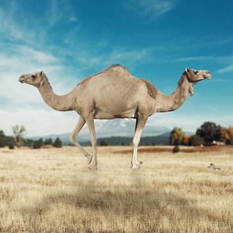 Tutorials, Kamel, Tiere