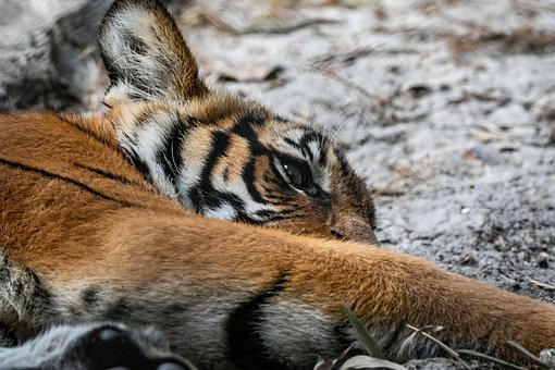 60以上の無料トラの赤ちゃん 猫画像 Pixabay