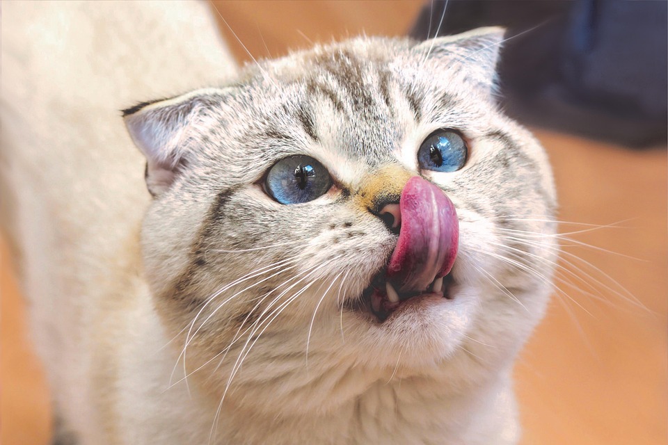 猫 スコティッシュ ・ フォールド なめる - Pixabayの無料写真