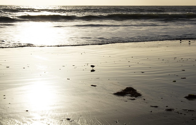 Free Beach Sea photo and picture