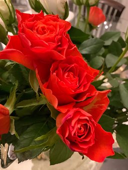 Flor, Laranja, Rosa, Lindo, Jardim