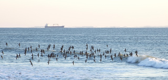 Free Ocean Birds photo and picture
