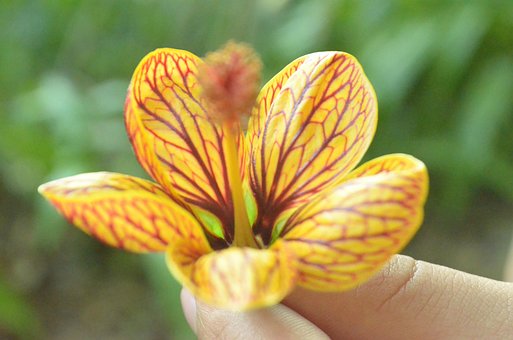 Pandemi, Slappe Af, Håber, Blomst, Skov