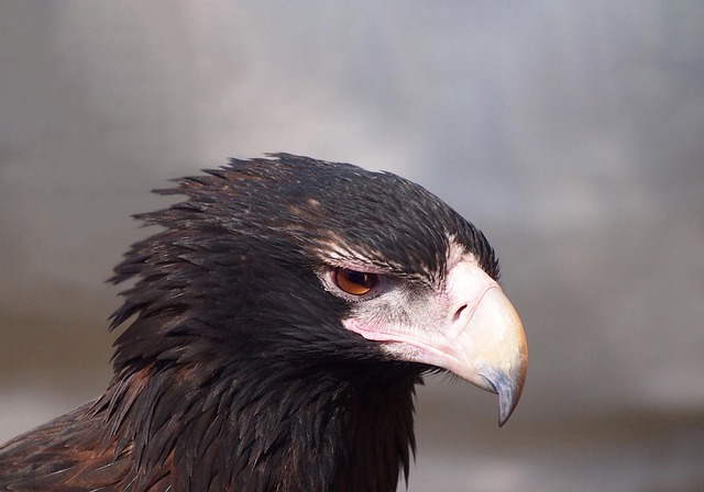 Free Eagle Wedge-Tailed photo and picture