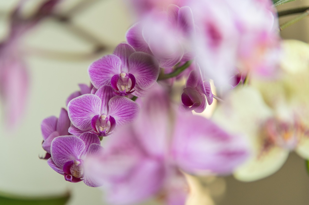 Orchids Flowers Purple Free photo on Pixabay Pixabay