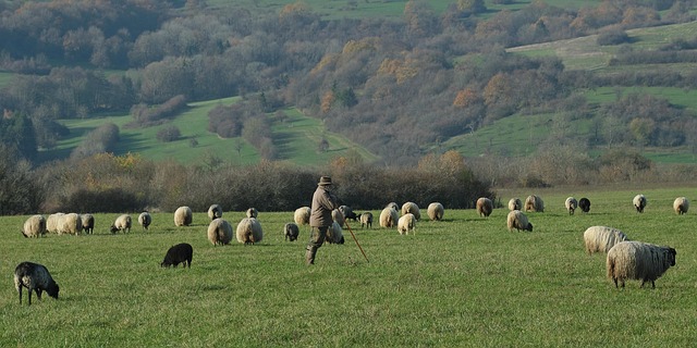 Free Shepherd Sheep photo and picture