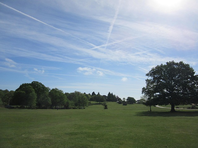 Free New Forest Green photo and picture