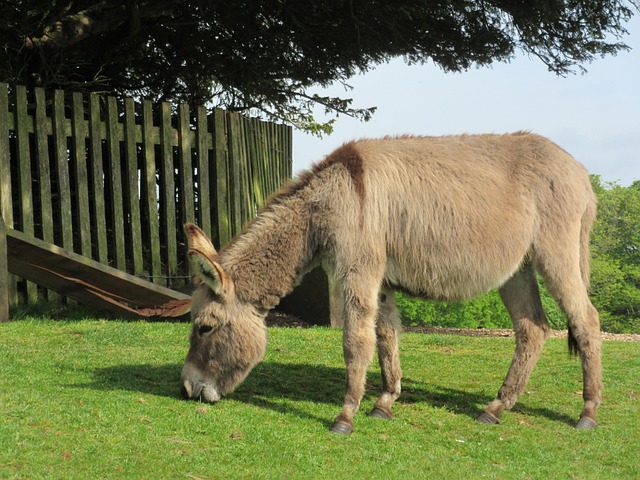Free Donkey Graze photo and picture