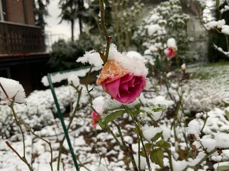 Rosa, Neve, Inverno, Natureza, Frio