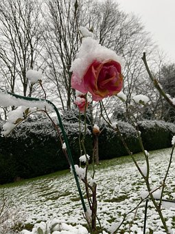 Rosa, Neve, Inverno, Natureza, Frio