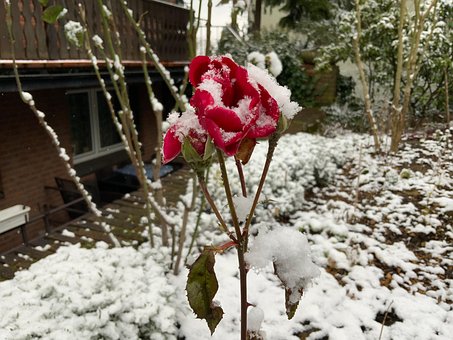 Rosa, Neve, Inverno, Natureza, Frio