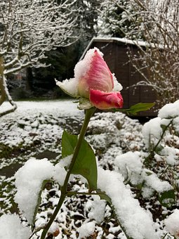 Rosa, Neve, Inverno, Natureza, Frio