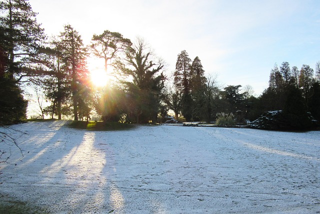 Free Sunrise Trees photo and picture