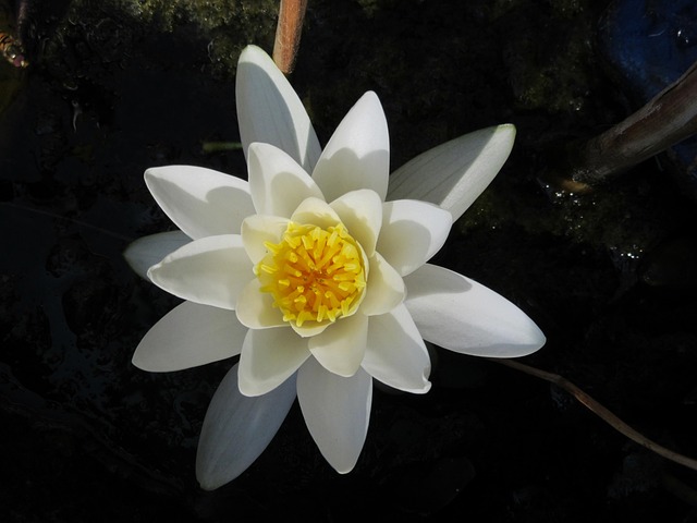 Free Water Lily Lily photo and picture