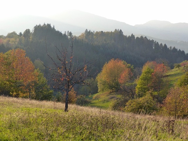Free Black Forest Mountains photo and picture