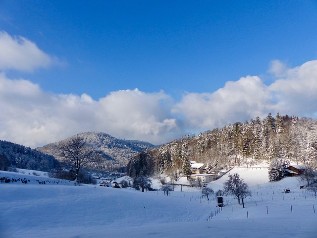 Free Black Forest Snow photo and picture
